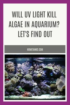 an aquarium with the words will u light kill algae in aquarium? let's find out