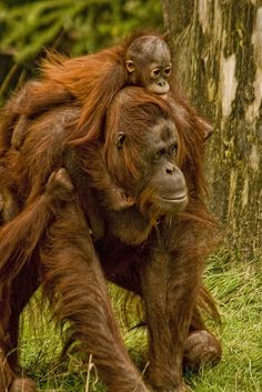 an adult oranguel carrying a baby on its back in the grass next to a tree