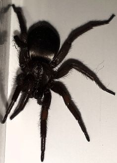 a large black spider sitting on top of a white wall