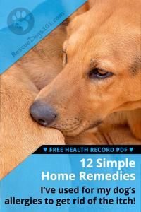 Dog Allergy Remedies, Dog Allergy, Home Remedies For Allergies, Dog Food Allergies, Allergy Remedies, Dog Foods