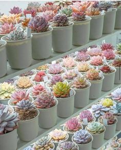 there are many different kinds of succulents in pots