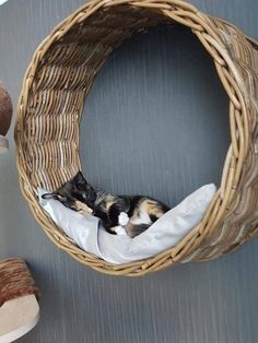 a cat curled up sleeping in a basket