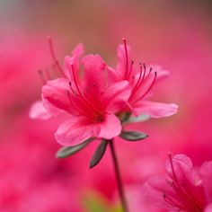 The superstars of the garden scene! These beauties come in all sorts of bright colours and big, lush blossoms that will totally steal the show in your yard.  They're easy to look after and pretty satisfying to watch grow, so if you want to add a pop of colour and beauty to your garden, Azaleas are the way to go.  Ready to shop? We ship azaleas to everywhere except SA. Way To Go, Bright Colours, Bright Colors, The Garden, Lush, To Look, Mood Board, Color Pop, The Way