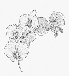 a black and white drawing of three flowers