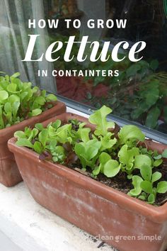 lettuce growing in containers on a window ledge Growing Lettuce In Containers, Lettuce In Containers, Growing Lettuce Indoors, How To Grow Lettuce, Planting Lettuce, Grow Lettuce, Growing Vegetables Indoors, Growing Lettuce