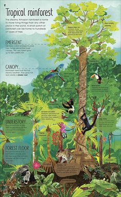 the tropical rainforest is full of animals, plants and other things that are in it