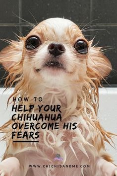 a small dog sitting in a bathtub with its head covered by water and the words how to help your chihuahua overcome his fears