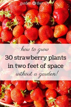 strawberries in a basket with the words how to grow 30 strawberry plants in two feet of space without a garden