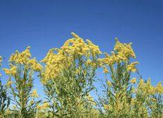 some yellow flowers are in the foreground against a blue sky