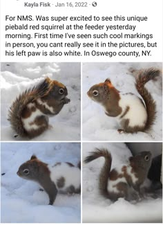 an image of a squirrel in the snow