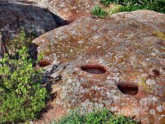 the rocks have holes in them and plants growing out of them