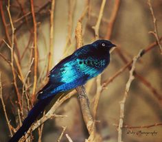 a blue bird sitting on top of a tree branch