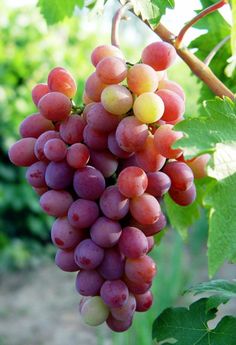 bunches of red grapes hanging from the vine