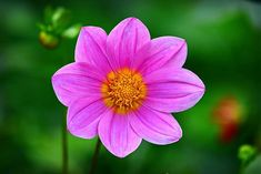 a pink flower with yellow center surrounded by green leaves