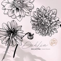 Ink Flowers, Floral Graphics, Flower Drawing Tutorials, Dahlia Flowers, Flower Vector, Wedding Design Decoration, Floral Drawing