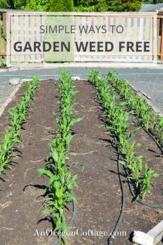 If you're looking for simple and natural ways to keep pesky weeds out of your garden, here are some organic solutions that will help you keep your garden looking beautiful and weed-free all season long. Read on to find out how to keep weeds from taking over your garden organically without the use of harsh chemicals or toxins. Weedless Garden Ideas, How To Keep Weeds Out Of Garden, How To Till Garden, Keep Weeds Out Of Garden, Best Way To Keep Weeds Out Of Garden, Keeping Weeds Out Of Garden, Prevent Weeds In Garden, Weeds In Garden, How To Prevent Weeds In Garden