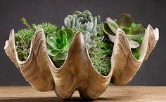 three succulents are arranged in the shape of an egg shell