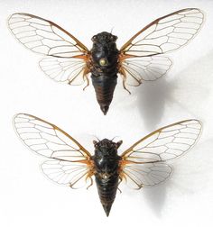 two cicadas, one black and one brown, are facing opposite directions in the same direction