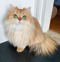 an orange cat with green eyes sitting in front of a door