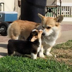 three puppies are playing outside in the grass