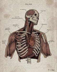 a diagram of the human body with muscles labeled