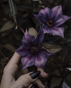 a woman's hand holding a purple flower