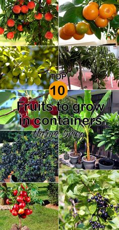 the top ten fruits to grow in containers