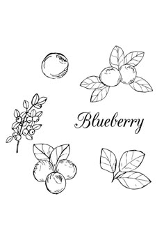 Blueberry Drawing Blueberry Drawing, Blueberry Tattoo, Doodle Art Flowers, Whale Tattoos, Flame Tattoos, Witch Tattoo, Cool Drawing, Sweet Fruit, Tattoo Project