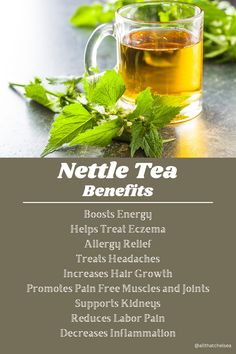 Nettle tea benefits, stinging nettle tea benefits, nettle tea benefits hair, nettle tea benefits fertility, nettle tea benefits kidney, nettle tea benefits allergies, nettle tea benefits pregnancy, nettle tea recipe, nettle tea blend, nettle leaf tea benefits, stinging nettle recipes, stinging nettle benefits, stinging nettle remedy, low bmi aesthetic, herbal tea, fresh nettle tea recipe, how to make nettle tea recipe, iced nettle tea recipe, fit body for vision board Stinging Nettle Tea Recipe, Nettle Tea Benefits Hair, Stinging Nettle Tea Benefits, Nettles Aesthetic, Nettle Leaf Tea Benefits, Fit Body For Vision Board, Stinging Nettle Recipes, Nettle Tea Recipe, Stinging Nettle Benefits