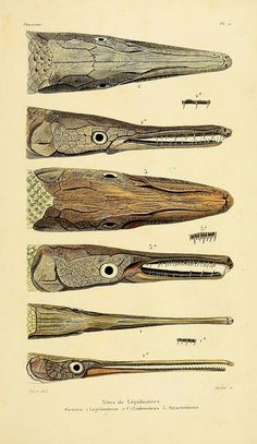 four different types of alligators are shown in this antique print from the late 19th century