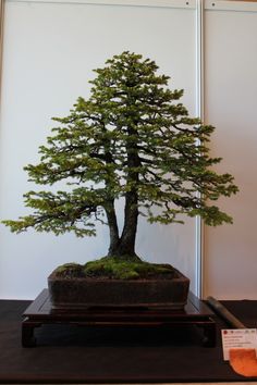 a bonsai tree sitting on top of a wooden table next to a white wall