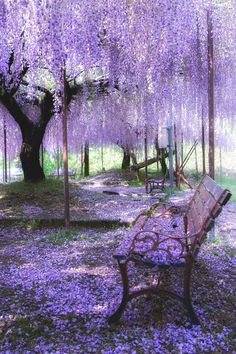 a bench sitting under a tree filled with purple flowers