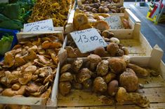 several boxes filled with different types of mushrooms