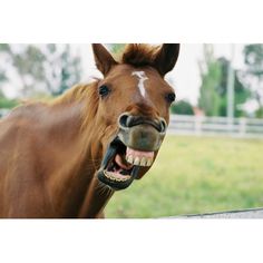 a horse with it's mouth open showing teeth