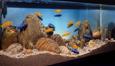 an aquarium filled with lots of different types of fish and rocks in front of it