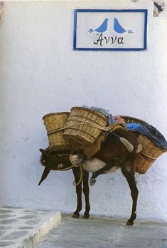 a donkey with baskets on its back standing in front of a white wall and blue sign