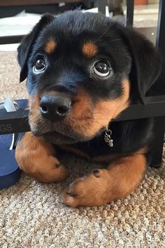 a small black and brown dog laying on the ground