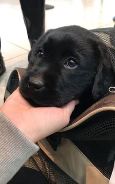 a small black puppy is sitting in a suitcase and being held by someone's hand