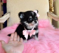 a small black and white dog sitting on top of a pink fluffy blanket next to a person's hand