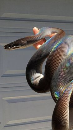 a hand holding a large snake in front of a garage door with it's tongue out