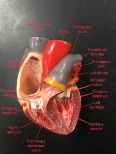 an image of the inside of a human heart with labels on it's parts