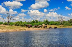 a herd of elephants standing on top of a lush green field next to a river