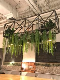 some green plants hanging from the ceiling in a room with wooden tables and lights on it