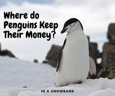 a penguin sitting on top of snow covered ground with the words where do penguins keep their money?