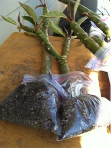 a plant that is growing out of a bag on a wooden table next to a window