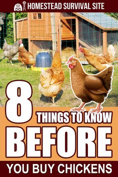 the cover of 8 things to know before you buy chickens