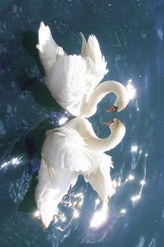 two white swans swimming on top of the blue water with their heads touching each other