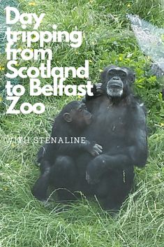 a gorilla sitting in the grass next to a water spout with text reading day tripping from scotland to belfast zoo