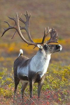 a deer with large antlers standing in the grass and looking off into the distance