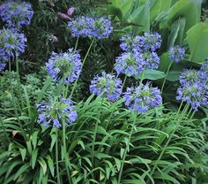 some blue flowers and green leaves in the grass